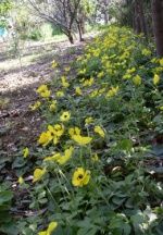 Yellow anemones